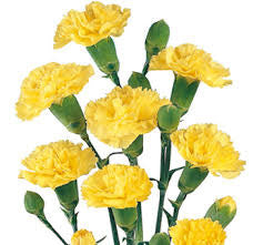 Pretty yellow carnations